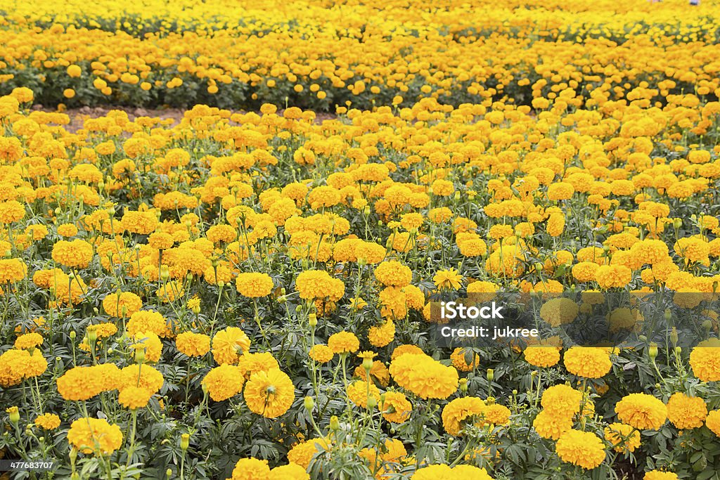 marigold flores de campo - Foto de stock de Aire libre libre de derechos