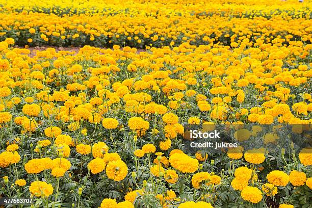 Marigold Flores De Campo Foto de stock y más banco de imágenes de Aire libre - Aire libre, Amarillo - Color, Asia