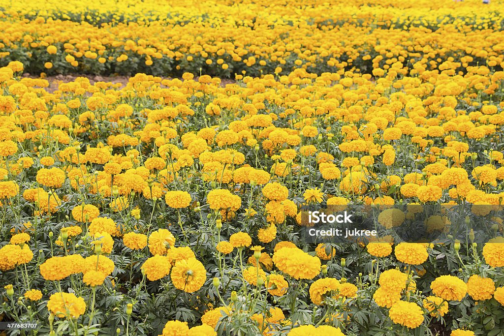 Campo de Flores de Cravo-de-defunto - Royalty-free Amarelo Foto de stock