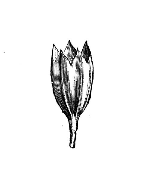 270+ Primula Primrose 19 Century Botanical Illustration Illustrations ...