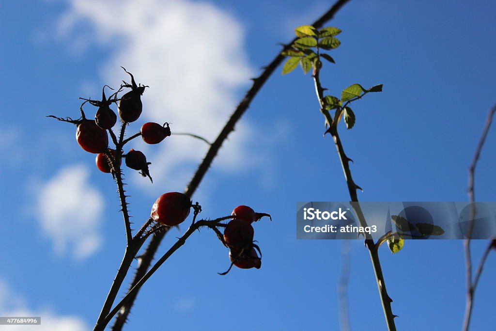 Rose hip reaching for the sky Rose hips near a lake having the sky as background. 2015 Stock Photo