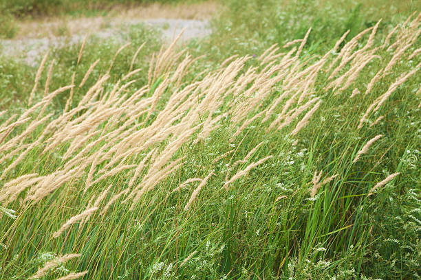istock Yellow spikelets on background of green grass 477685068