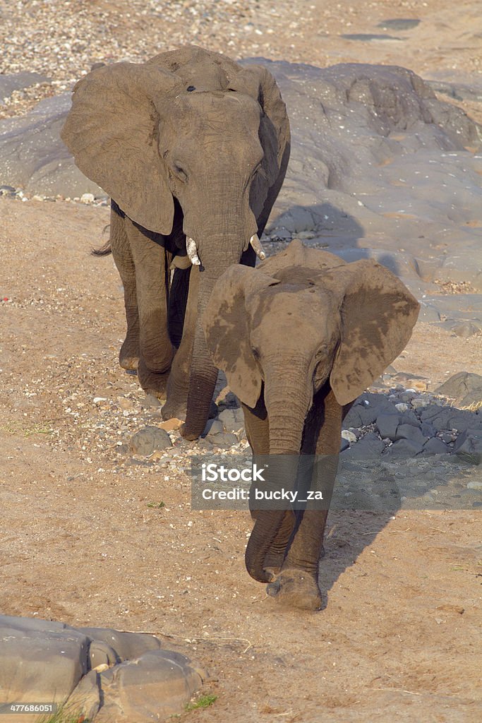 African elephants ходить вперед вместе, Сэнди зона, вид сверху - Стоковые фото Африка роялти-фри