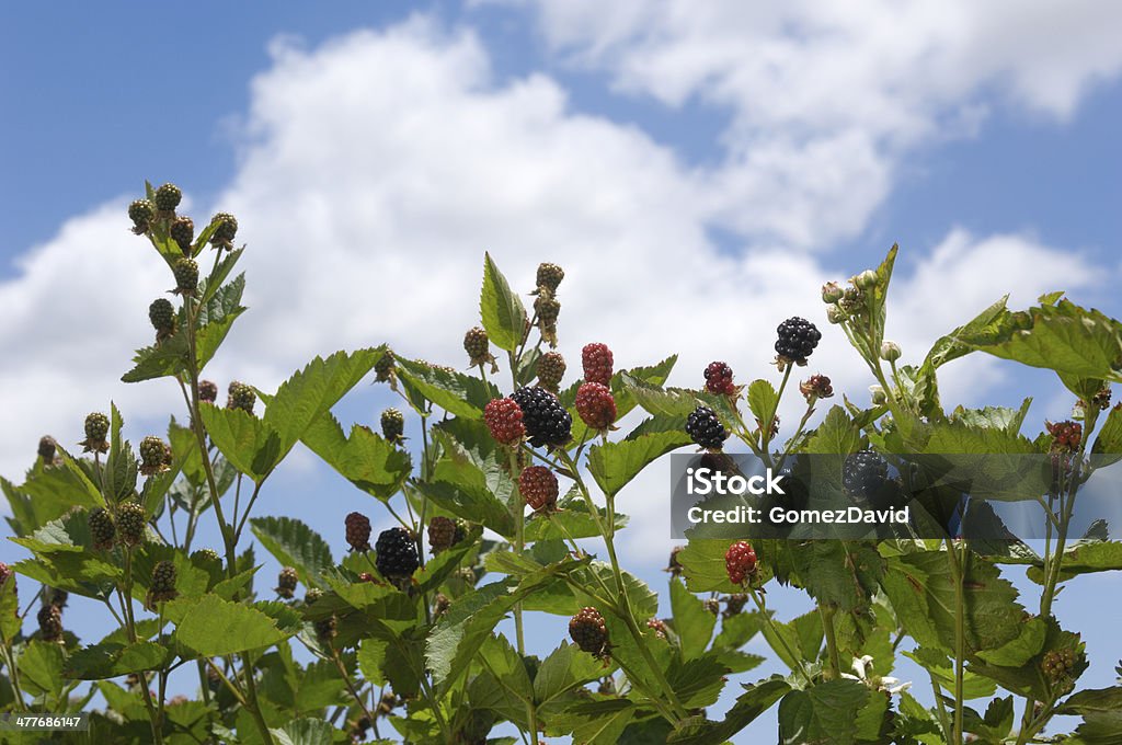 Niedrigen Winkel Ansicht Ripening Bio-Brombeeren auf der Vine - Lizenzfrei Agrarbetrieb Stock-Foto