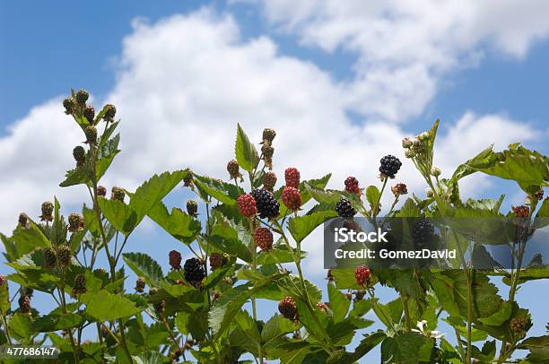 Niedrigen Winkel Ansicht Ripening Biobrombeeren Auf Der Vine Stockfoto und mehr Bilder von Agrarbetrieb