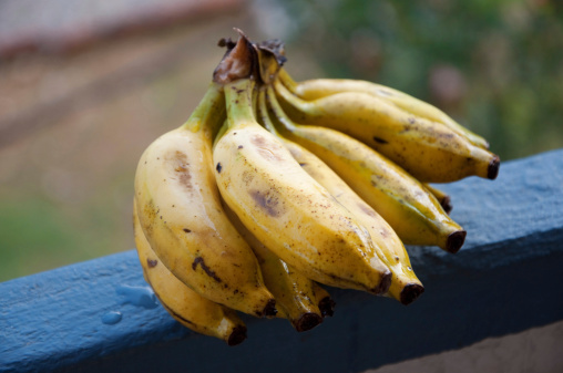 Lady Finger bananas outdoors
