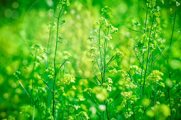 flower,yellow,green,spring,background,field,day,