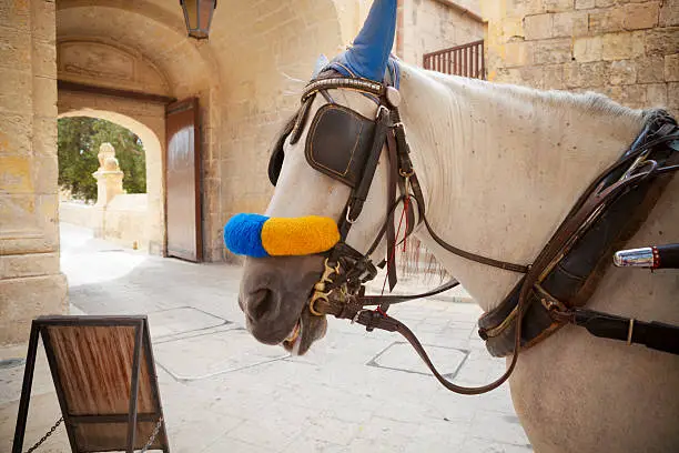 Headshot of horse ready to take passengers for a carriage ride through Mdina, Malta