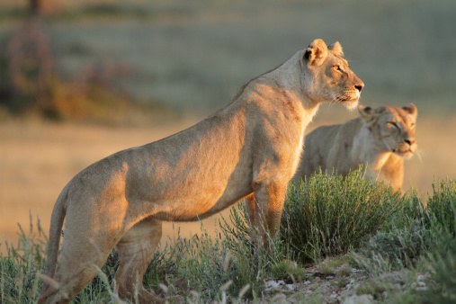 Lioness standing on a rocky outcrop or hill, looking forwards