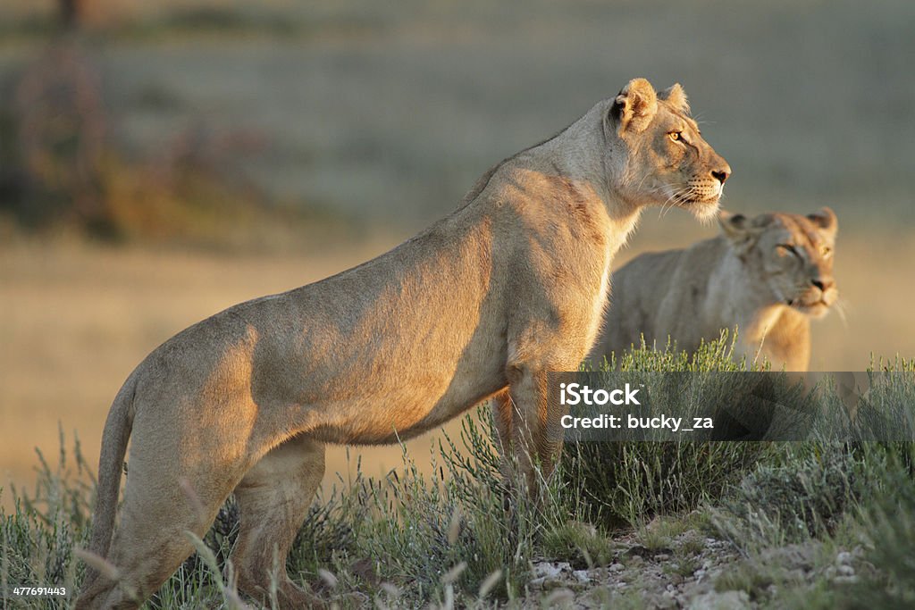 Lioness standing on a rocky outcrop or hill, looking forwards Lion - Feline Stock Photo