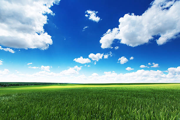istock Spring Meadow,  Green Grass and Blue Sky with clouds 477692269