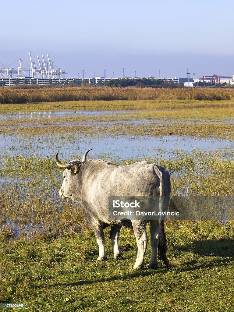 Boskarin Almost extinct Istrian cattle, Boskarin, grazing in freshwater marsh in Regional Park in Slovenia. They live in wetland and far in background is town Koper with its big port on Adriatic coast. Adriatic Sea Stock Photo