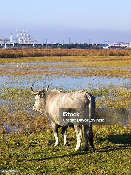 Boskarin Stock Photo - Download Image Now - Adriatic Sea, Cattle, Close-up
