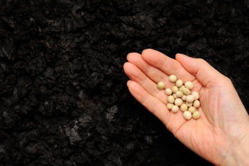 Close-up of sowing soybeans on soil with copy space.