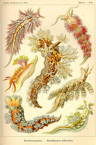 fauny kdn t043 aeolis-nudibranchia - sea　slugs stock illustrations