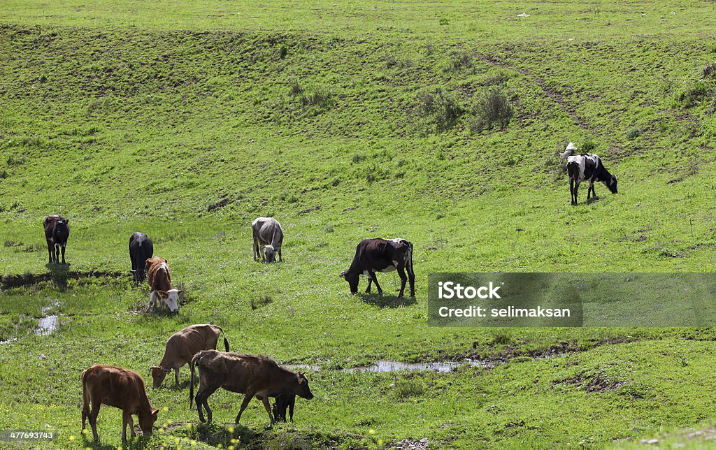 Kühe Grasen auf Wiese - Lizenzfrei Agrarbetrieb Stock-Foto