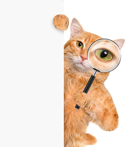 Cat with magnifying glass and searching stock photo