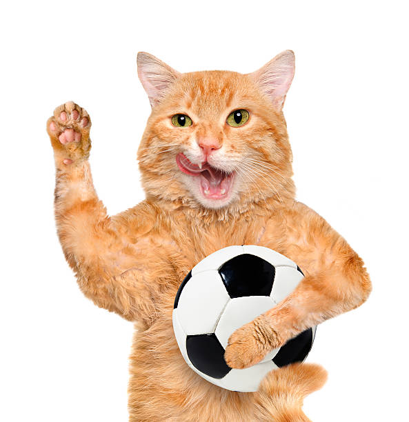 istock Cat with a white soccer ball 477694560