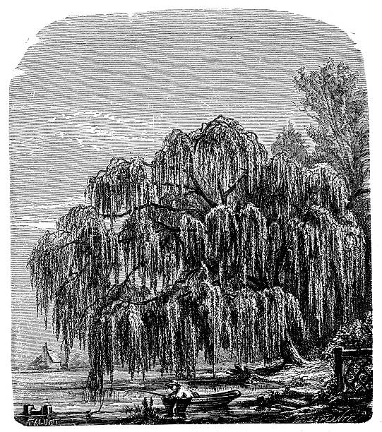 Antique illustration of Salix babylonica (Babylon willow or weeping willow)