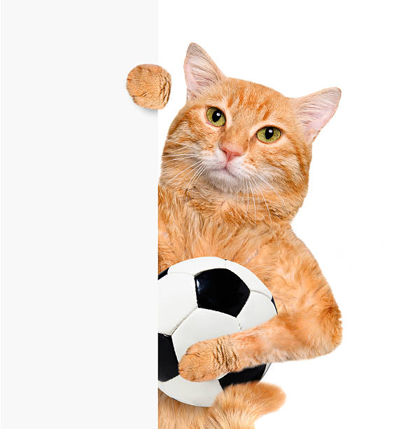 istock Cat with a white soccer ball 477694710