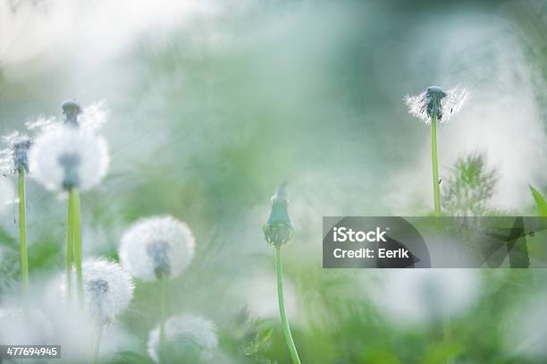 Bereich Am Rand Stockfoto und mehr Bilder von Aufnahme von unten - Aufnahme von unten, Bildschärfe, Blume