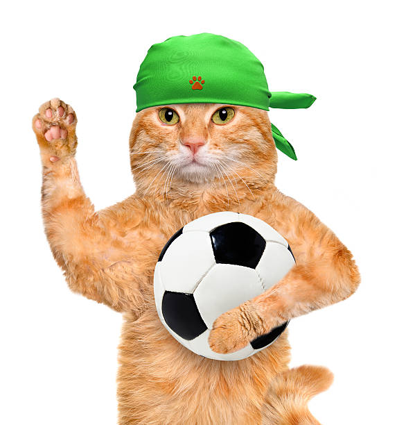 istock Cat with a white soccer ball 477695060