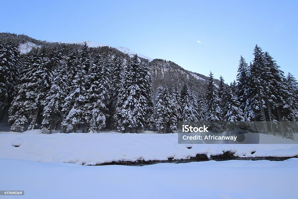 인공눈 유럽 스프루스, 임산 겨울 풍경, 연한 - 로열티 프리 0명 스톡 사진