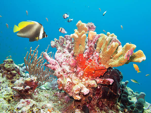 istock Angel Fish and Coral 477695387