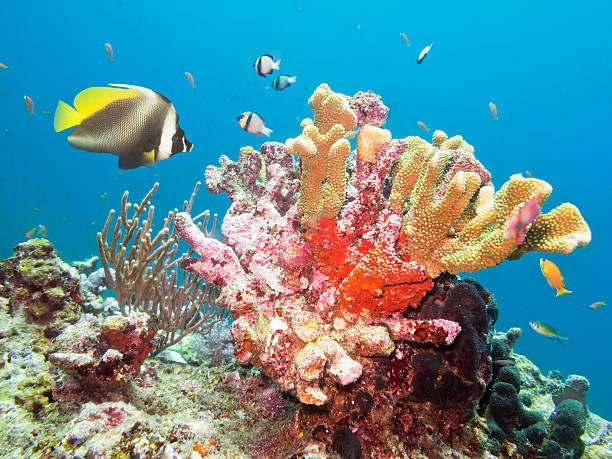 corais e peixes-anjo - beauty in nature coral angelfish fish - fotografias e filmes do acervo