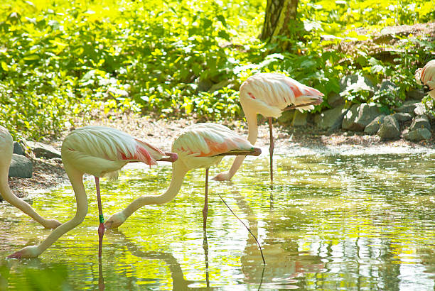 istock flamingo grazing in a pond 477695446