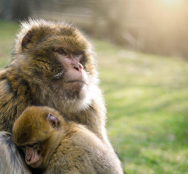 Funny Japanese macaque under a cover in Iwatayama Monkey Park, Arashiyama, Kyoto, Japan. There are 120 Macaca Fuscata in the park. Monkeys are friendly but wild. The reserve is a popular attraction.