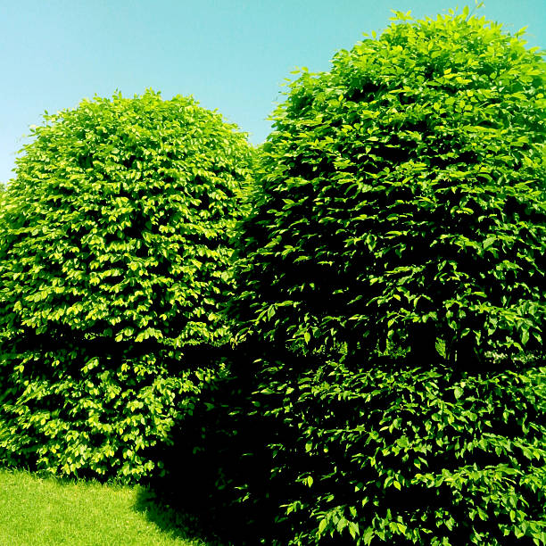 istock Landscape design hairstyle trees. 477695866