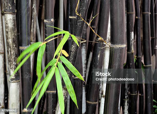 Bamboo Stock Photo - Download Image Now - Black Bamboo, 2015, Abstract