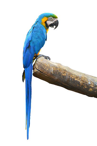 มาคอว์สีน้ําเงินและสีทอง - scarlet macaw ภาพสต็อก ภาพถ่ายและรูปภาพปลอดค่าลิขสิทธิ์