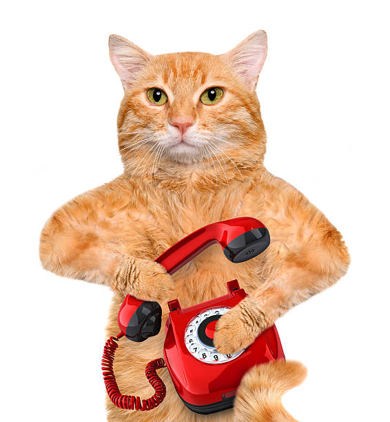 istock Cat talking on the phone. 477696052