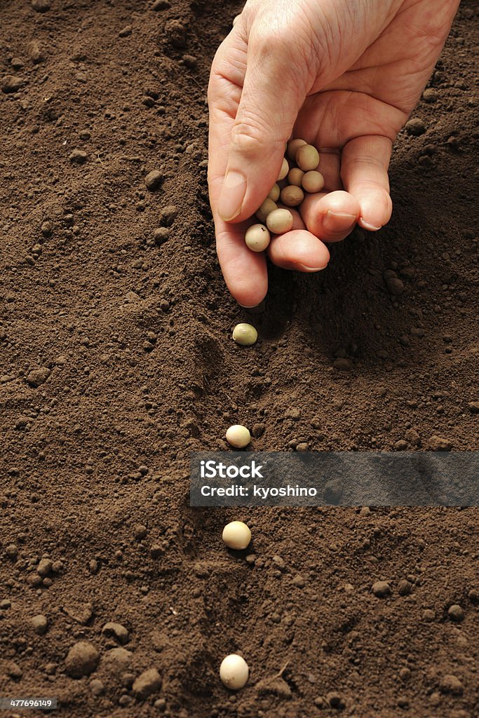 列の種まき大豆シードの肥沃な - 大豆のロイヤリティ��フリーストックフォト