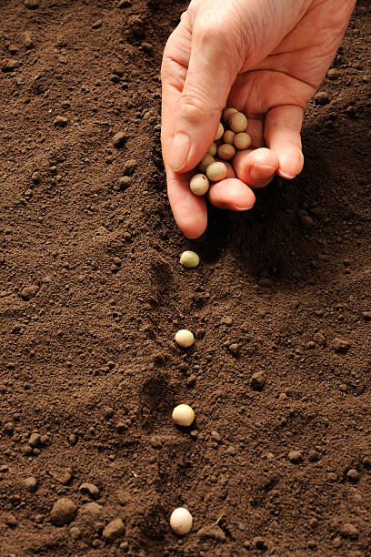istock Row of sowing soybeans seed on fertile soil 477696149