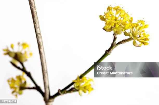 Cornus Cornelian チェリーma - 植物 ハナミズキのストックフォトや画像を多数ご用意 - 植物 ハナミズキ, セイヨウサンシュユ, スタジオ撮影