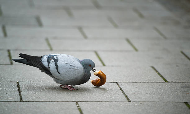 pigeon manger un bretzel à munich - provender photos et images de collection