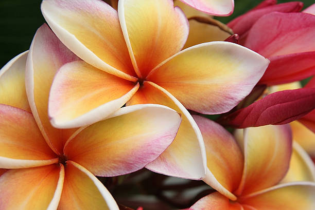 istock pink flowers frangipani (plumeria) 477696564