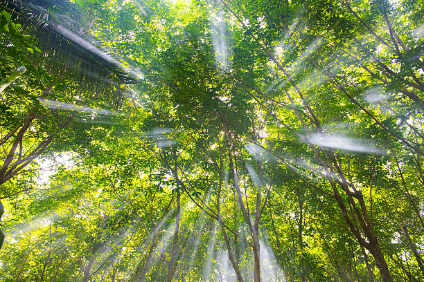 istock beautiful forest in the morning 477696674