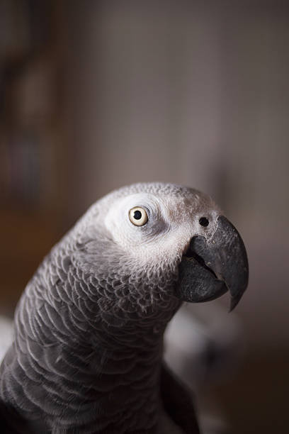istock African grey parrot pet close-up portrait looking 477696688