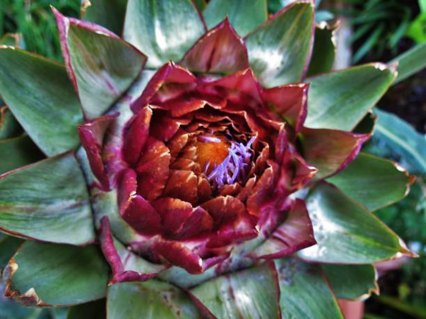 istock ARTSY ARTICHOKE 477696794