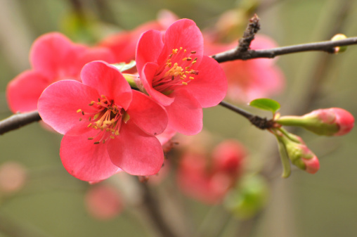 Blossom Japanese quince