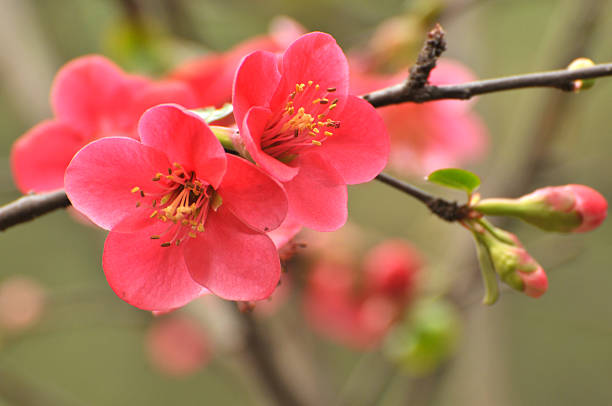 Beauty in nature stock photo