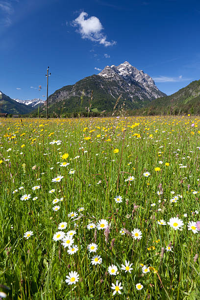kwitnących lato łąka, mt. klimmspitze, tyrol, austria - klimmspitze zdjęcia i obrazy z banku zdjęć