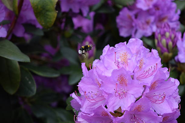 istock Bumblebee landing on purple Rhododendron flower 477700026