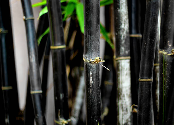 bambu - bamboo shoot fotos - fotografias e filmes do acervo