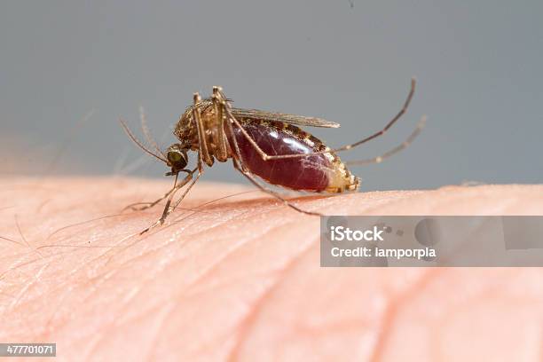 Mosquito Chupar Sangre Foto de stock y más banco de imágenes de Ala de animal - Ala de animal, Alimentar, Animal