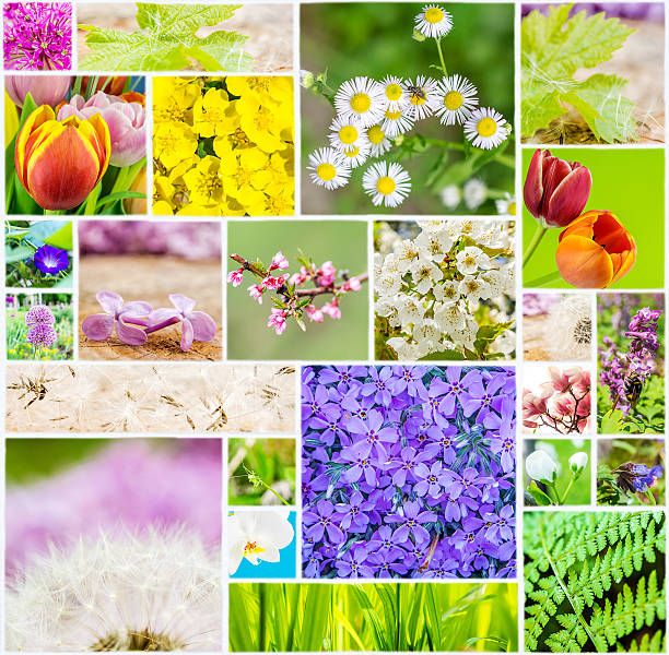 istock collage of flowers and animals 477701222